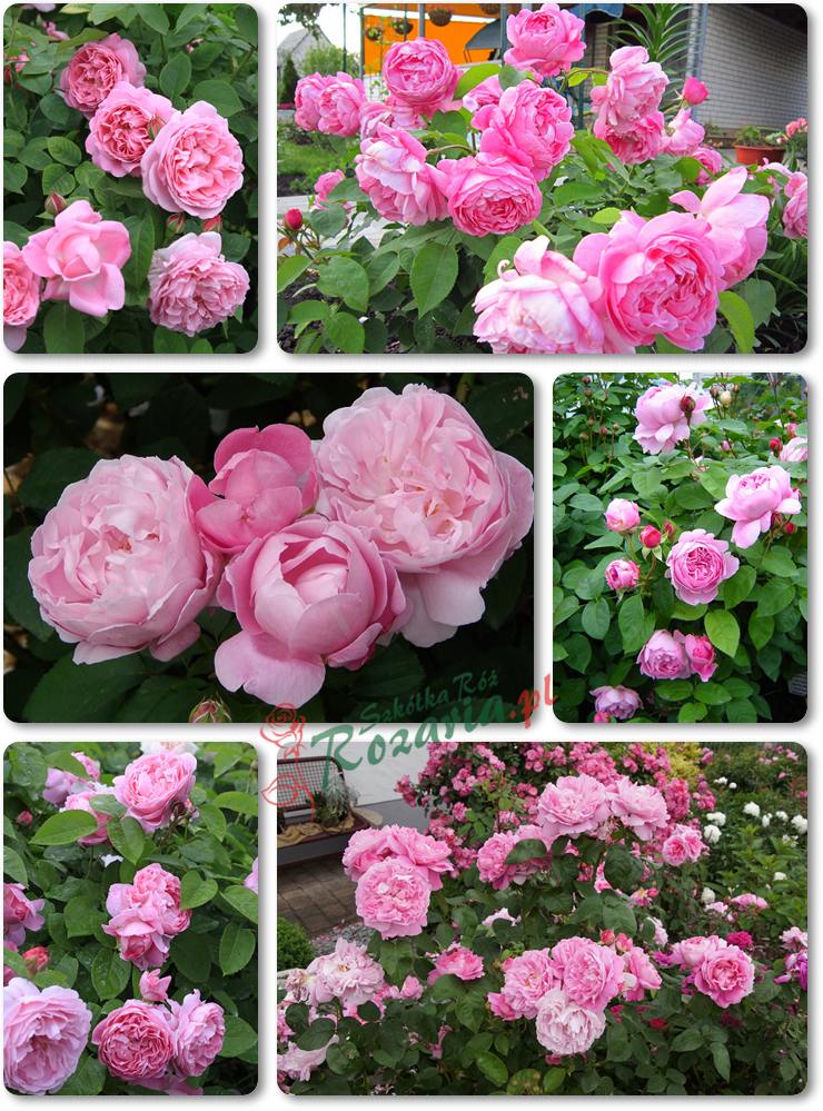 Ausmary róże pachnące angielskie