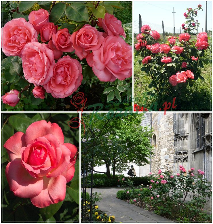 róże wielkokwiatowe Aachener Dom