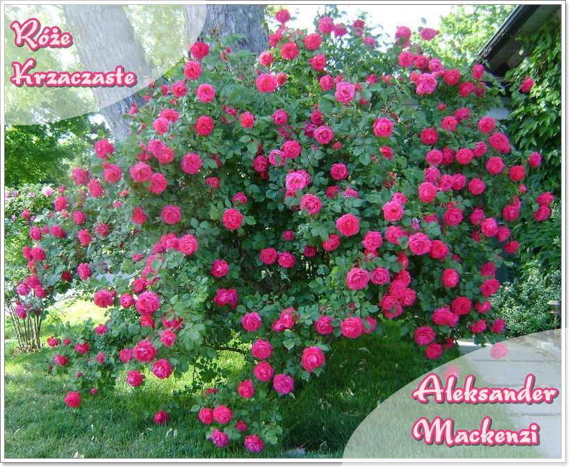 roże krzaczaste Aleksander Mackenzi