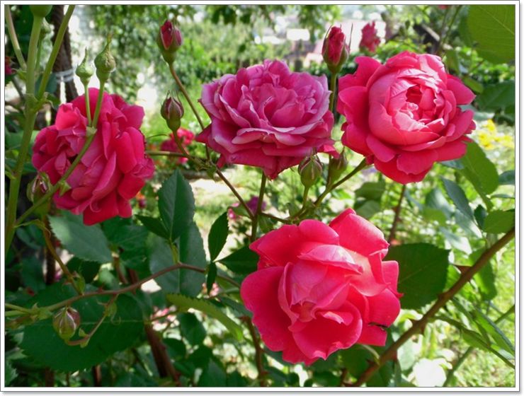 parkowe róże Aleksander Mackenzi krzaczaste