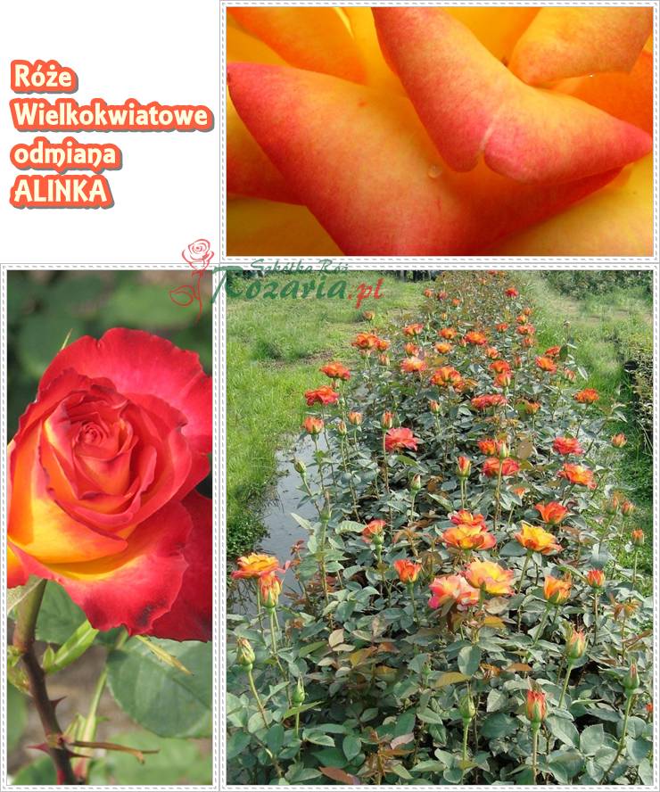 herbaciane róże wielkokwiatowe Alinka
