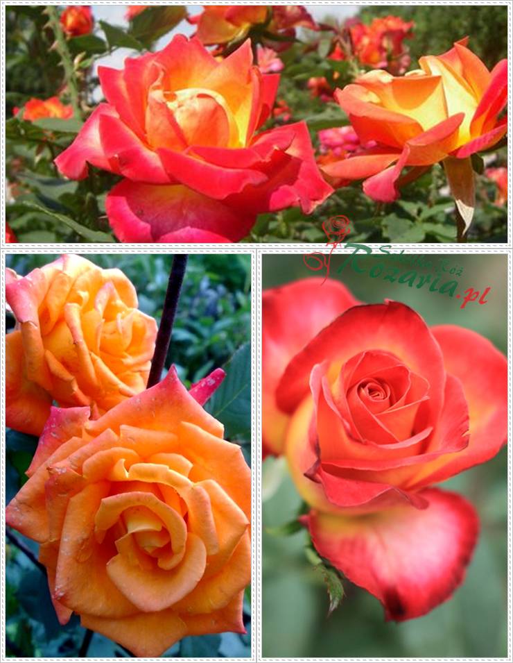 wielkokwiatowe herbaciane róże Alinka