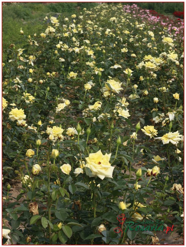żółte róze rabatowe Allgold