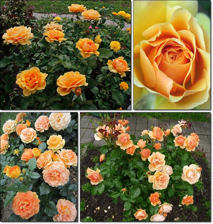 Amber Queen rabatowe róże