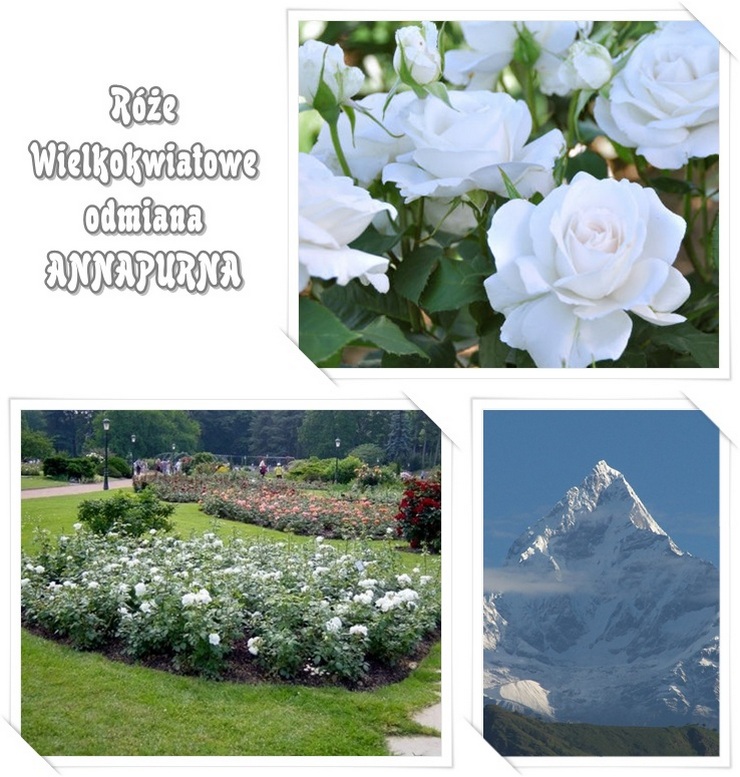 Annapurna białe róże wilekokwiatowe