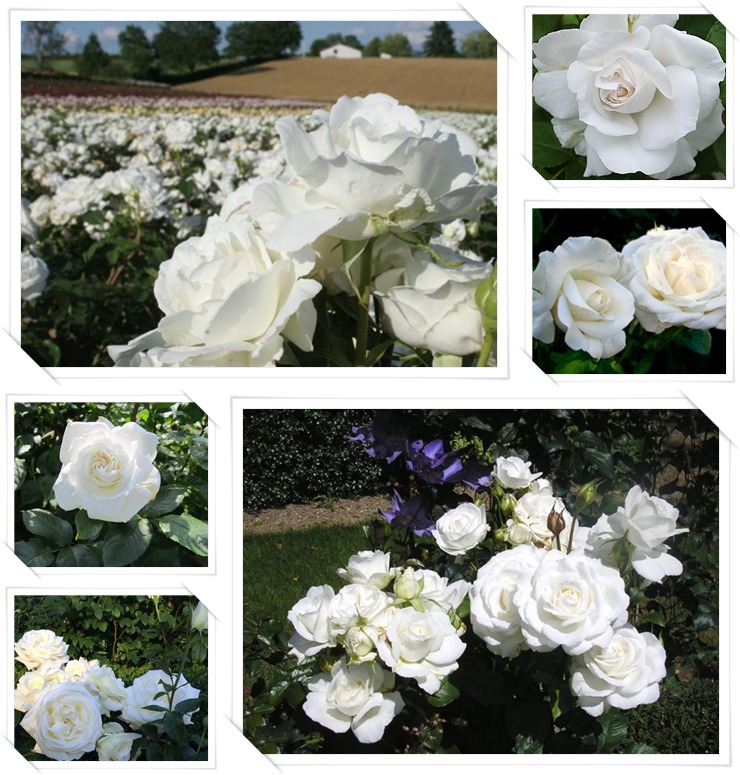 Annapurna białe róże wielkokwiatowe