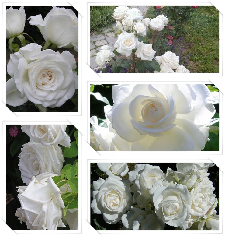 białe róże wielkokwiatowe Annapurna