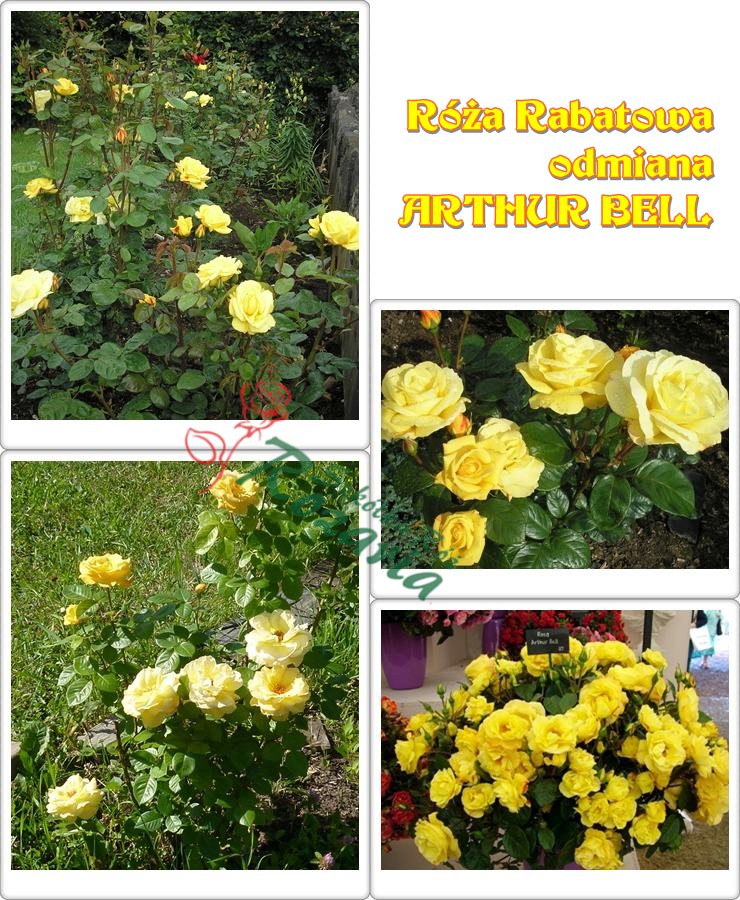 żółte róże rabatowe Arthur bell
