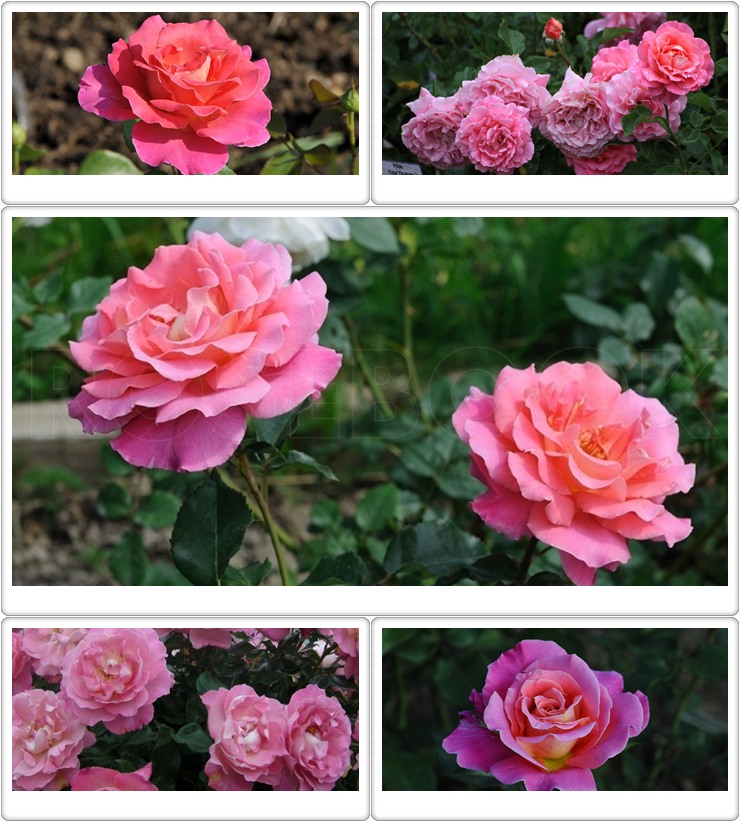 róże wielkokwiatowe Audrey Wilcox