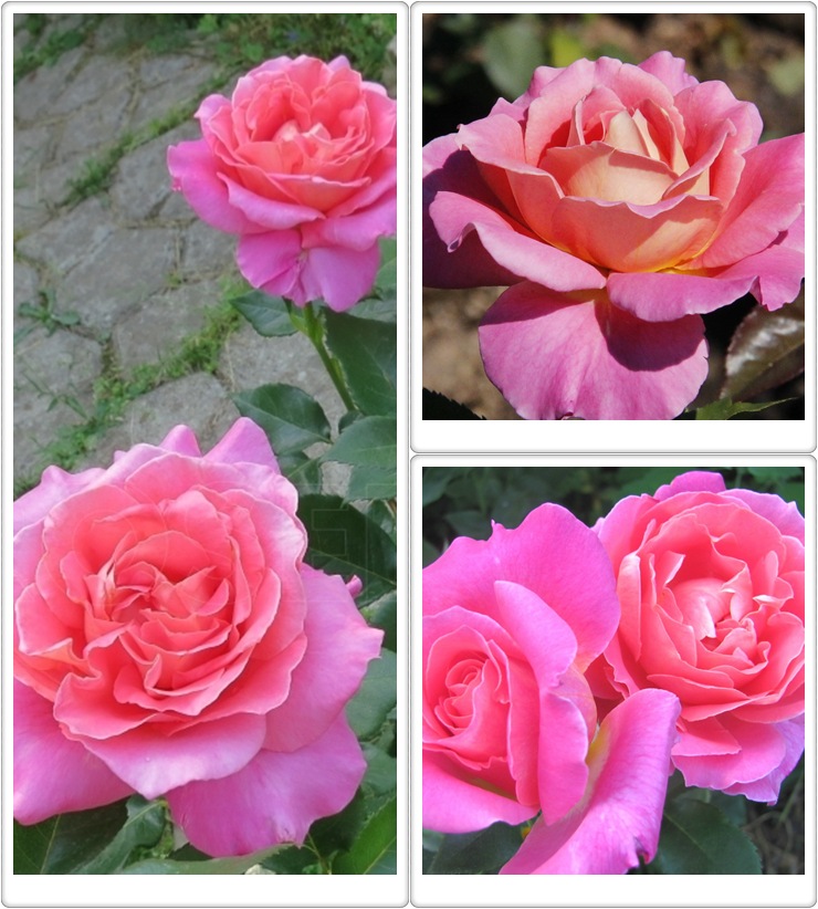wielkokwiatowe róże Audrey Wilcox