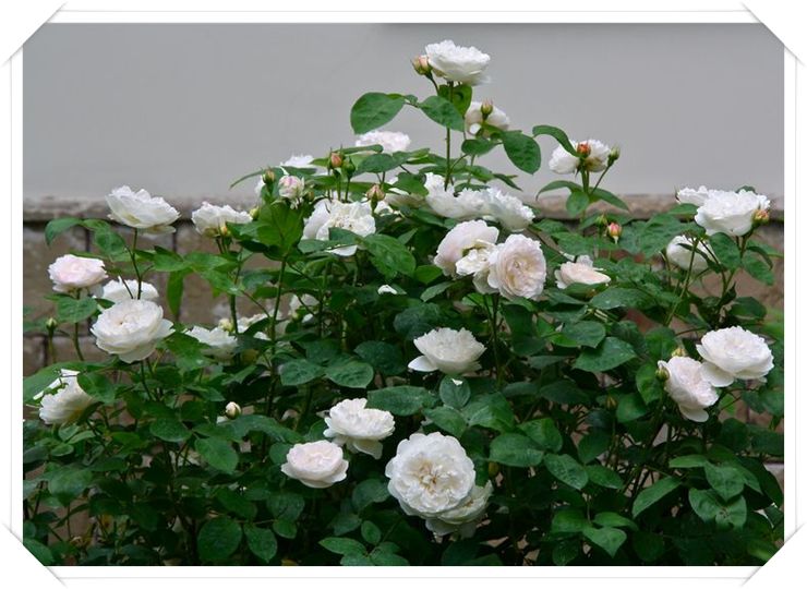 Auscat angielskie róże parkowe