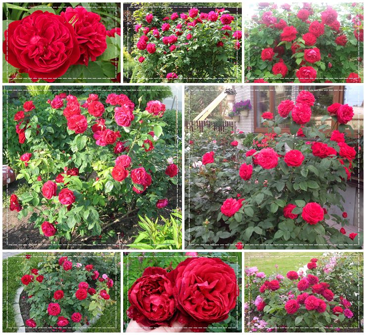 Auscrim angielskie róże