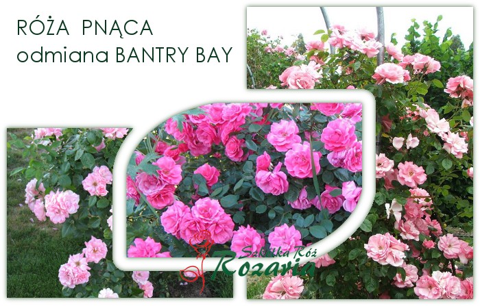 Bantry Bay róże pnące różowe