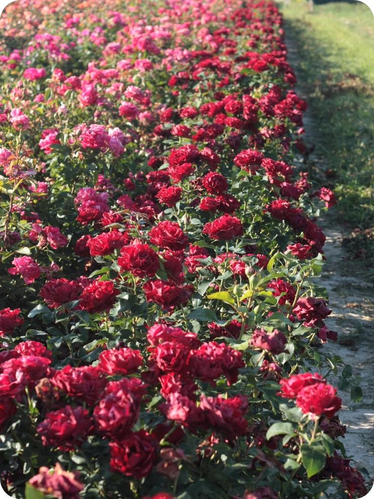 róże wielkokwiatowe Barbara