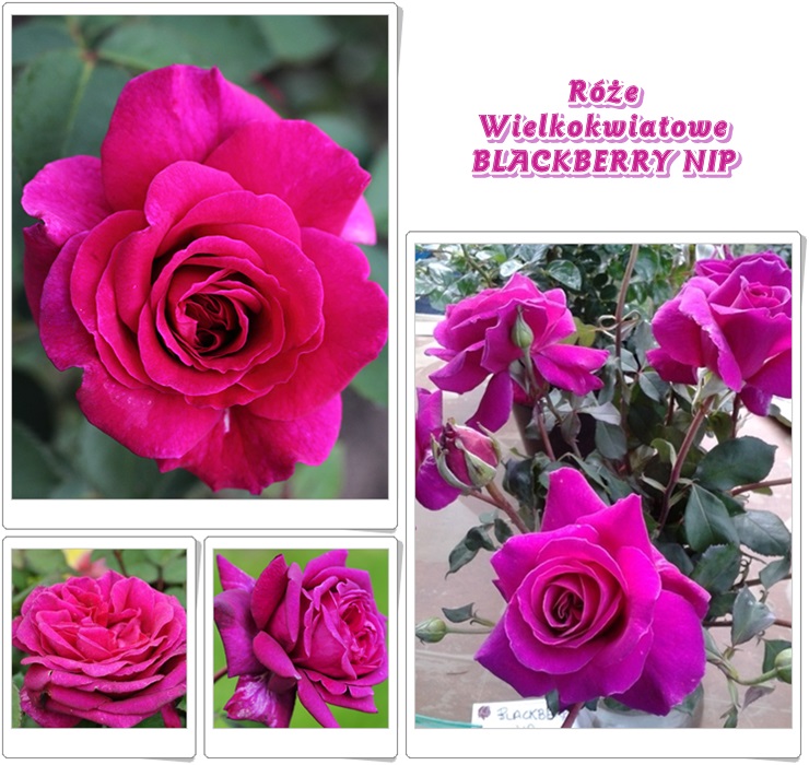 Blackberry Nip róże wielkokwiatowe