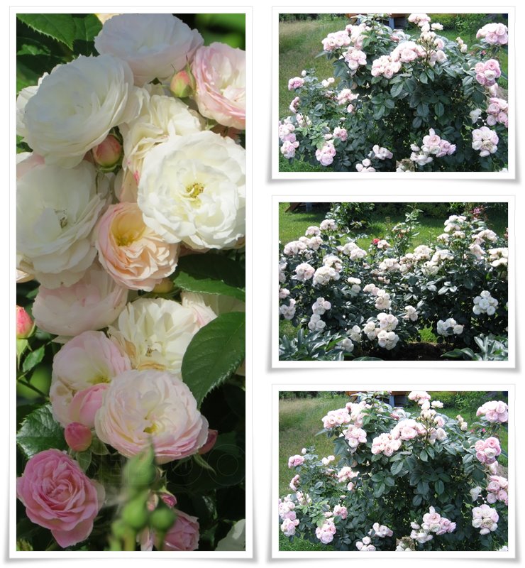 Bouquet Parfait krzaczaste róże