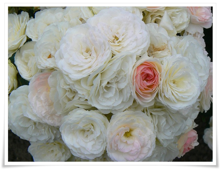róże krzaczaste Bouquet Parfait