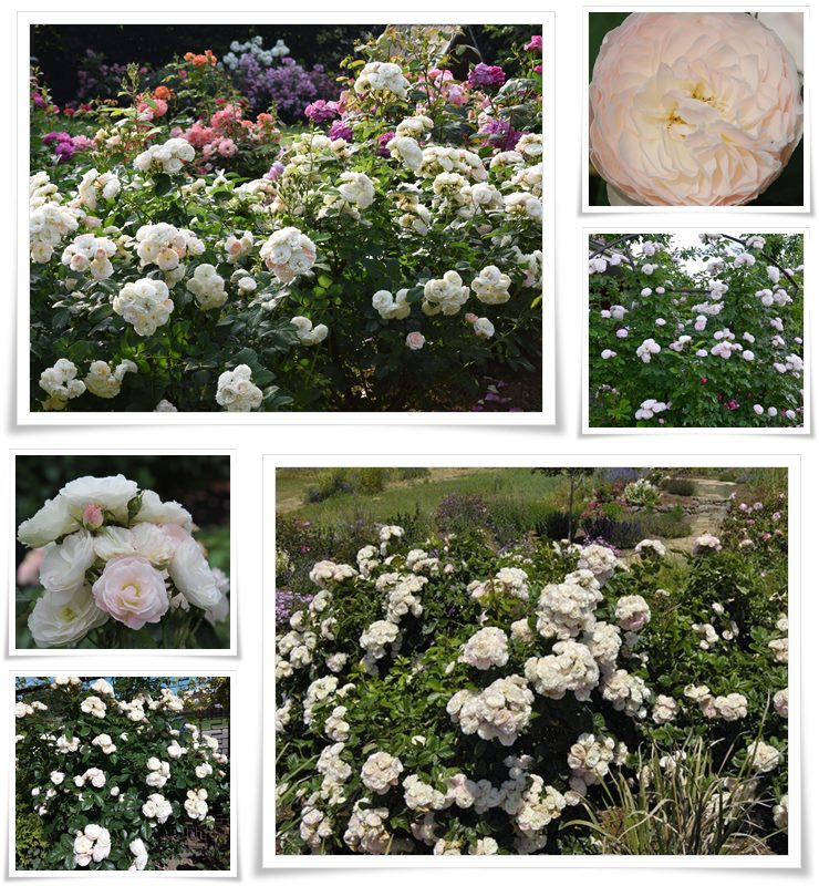 Bouquet Parfait odporne krzaczaste róże
