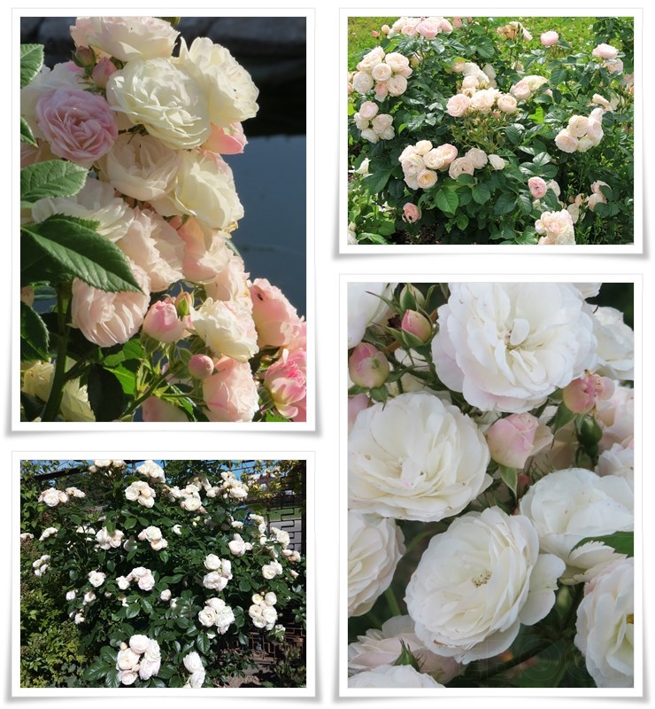 krzaczaste róże Bouquet Parfait