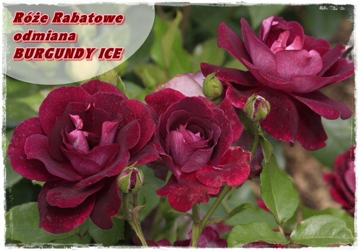 Burgundy Ice róże rabatowe