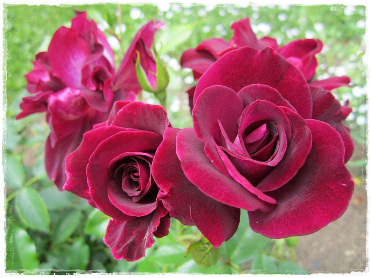 bordowe róże rabatowe Burgundy Ice