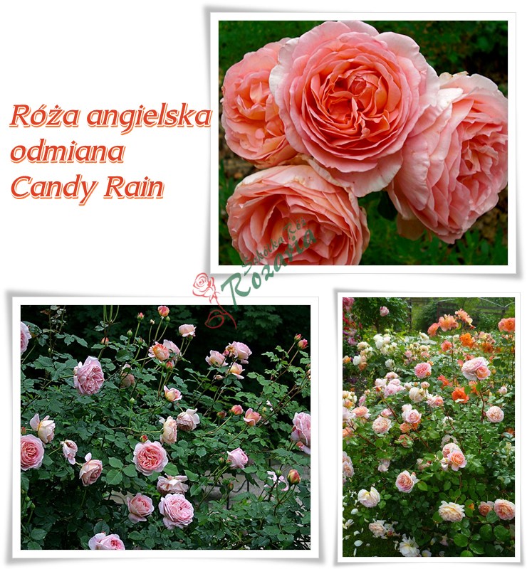 róże angielskie Candy Rain