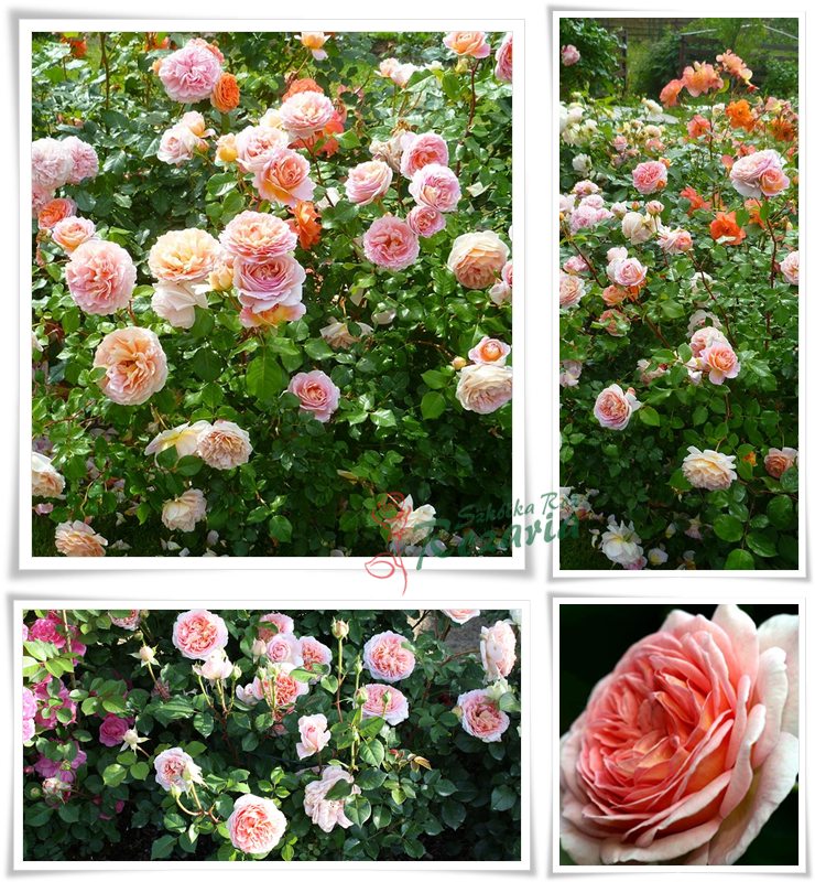 angielskie róże Candy Rain
