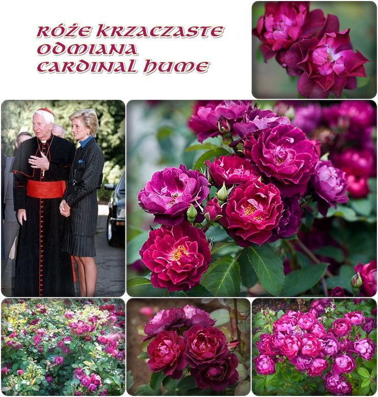 Cardinal Hume róże krzaczaste