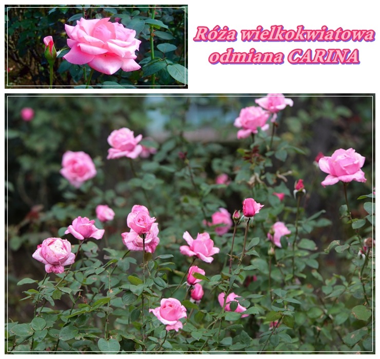 Różowe róże wielkokwiatowe Carina