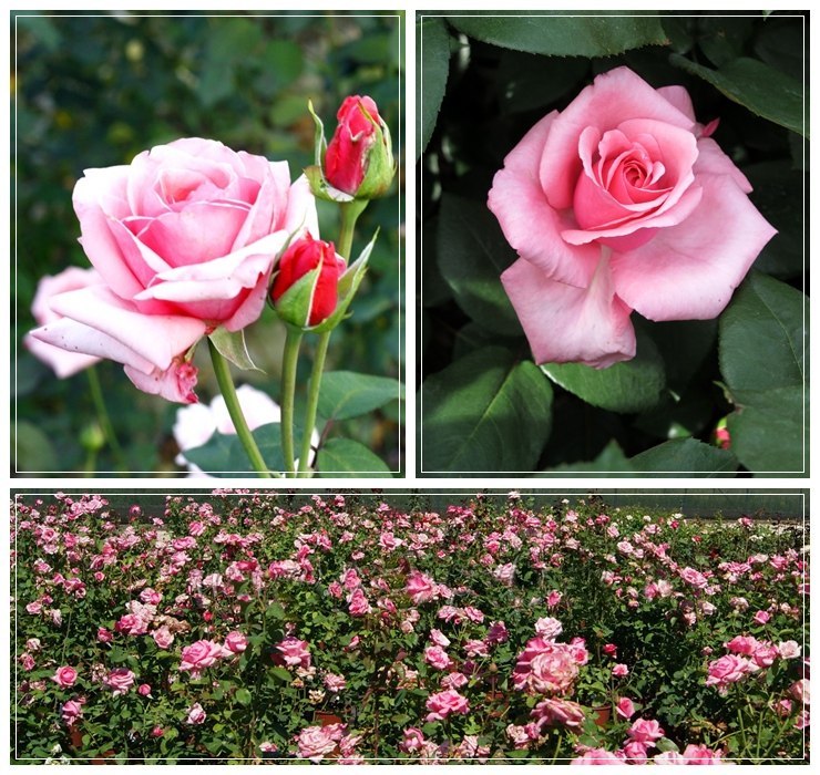 róże wielkokwiatowe Carina różowe