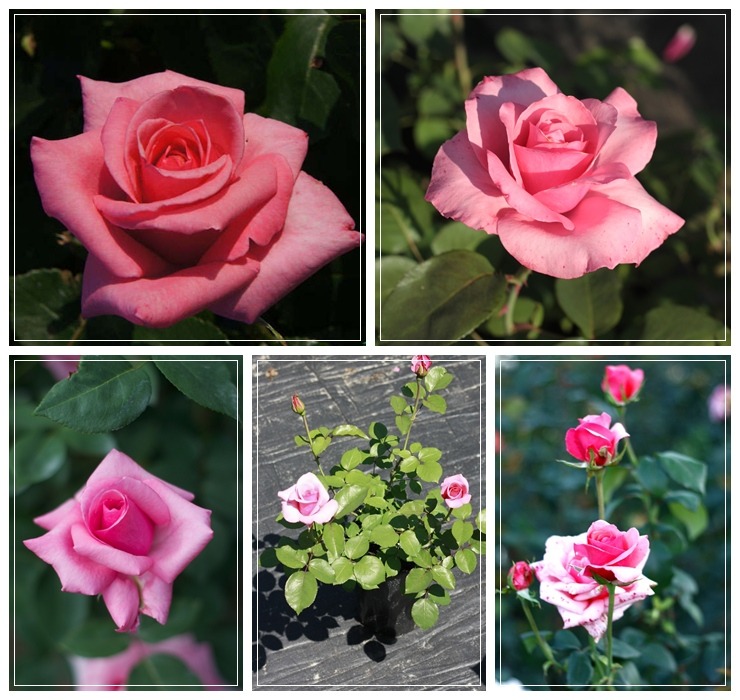 Carina różowe róże wielkokwiatowe
