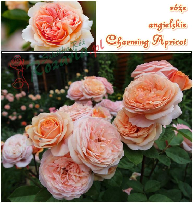 angielskie róże Charming Apricot