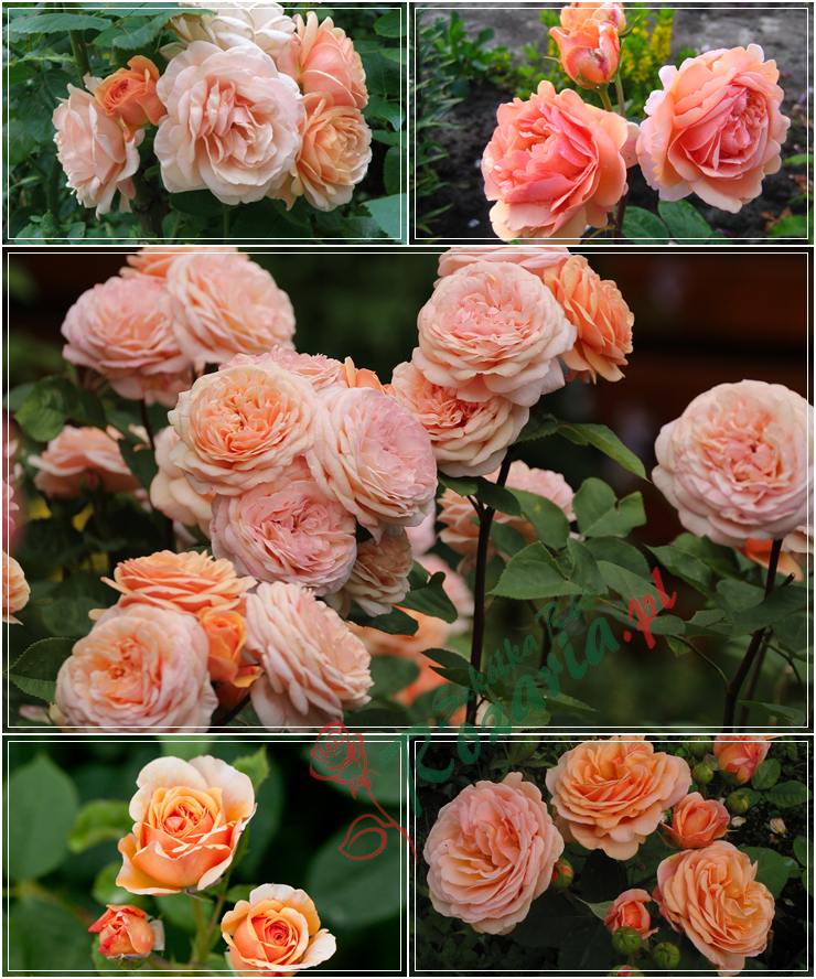 krzaczaste angielskie róże Charming Apricot