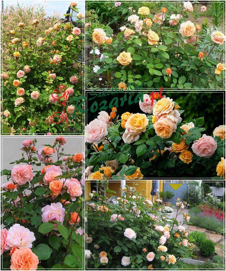 angielskie krzaczaste róże Charming Apricot
