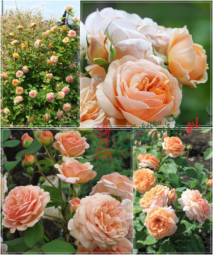 Charming Apricot angielskie róże krzaczaste