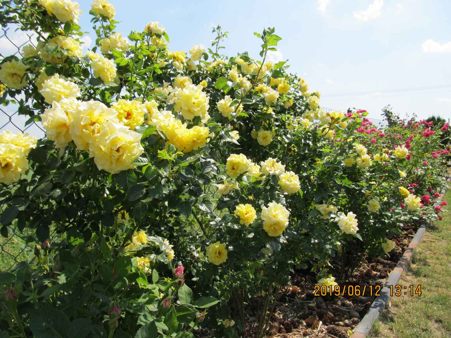 Róże krzaczaste Chinatown