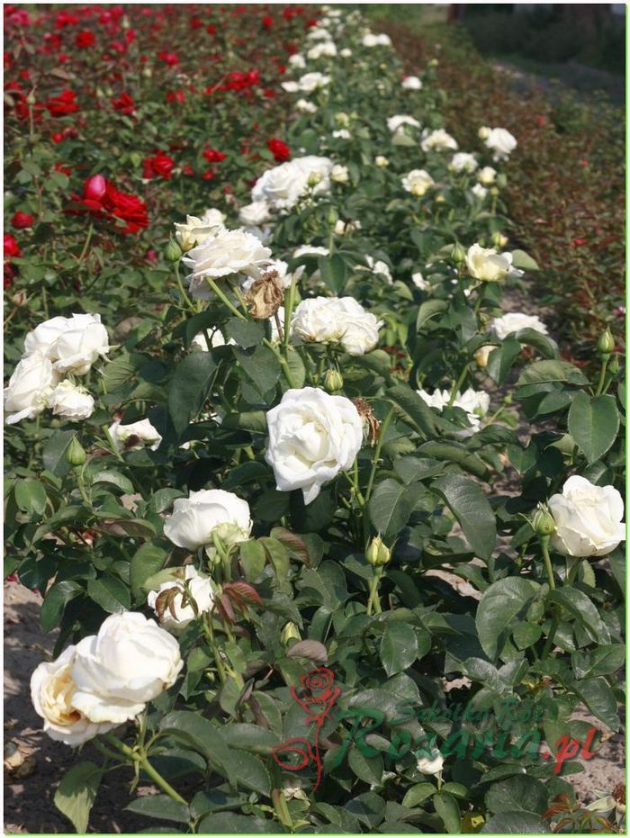 wielkokwiatowe róże Chopin