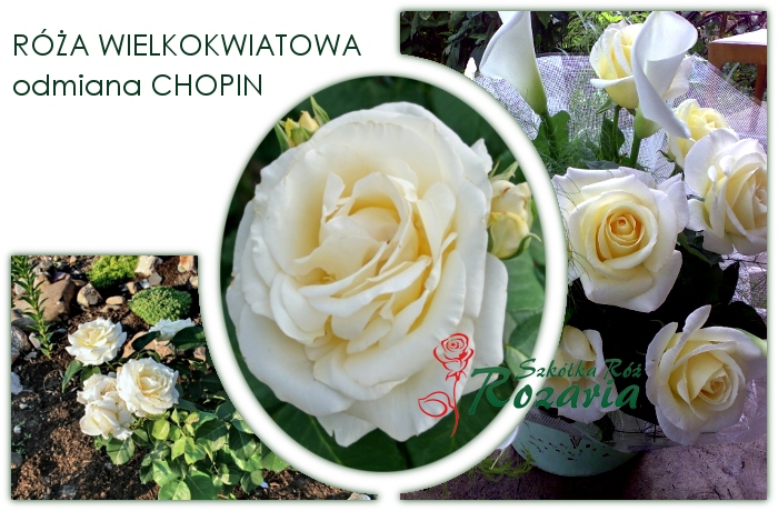 roza wielkokwiatowa Chopin
