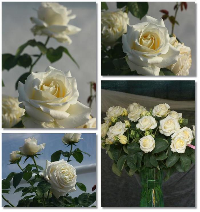 białe róże wielkokwiatowe Chopin