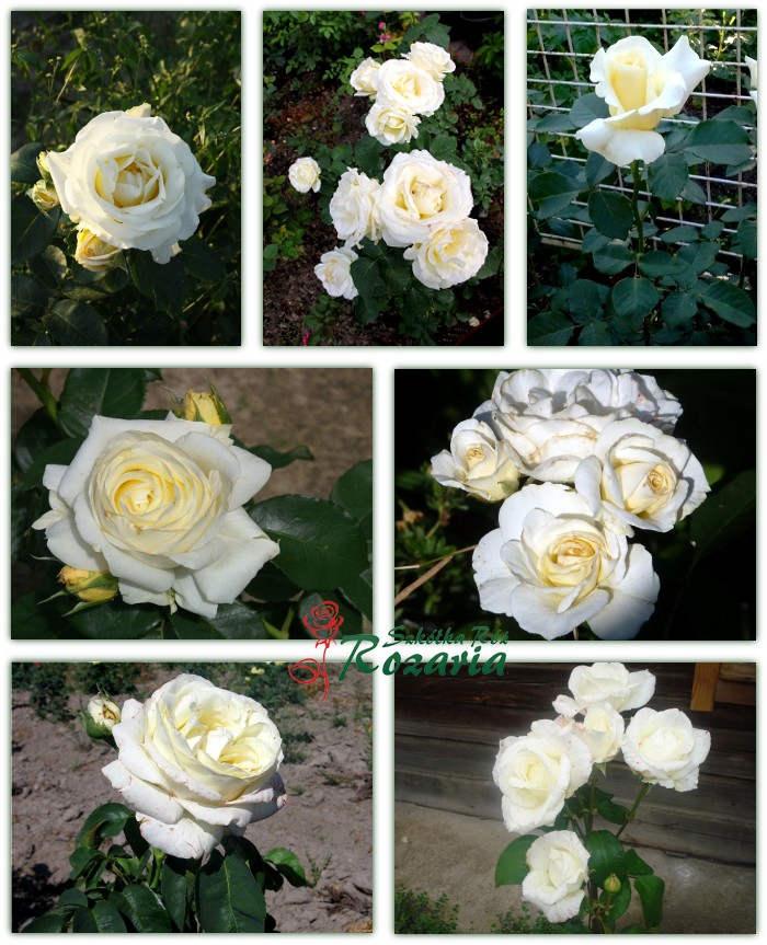 Chopin róże wielkokwiatowe białe