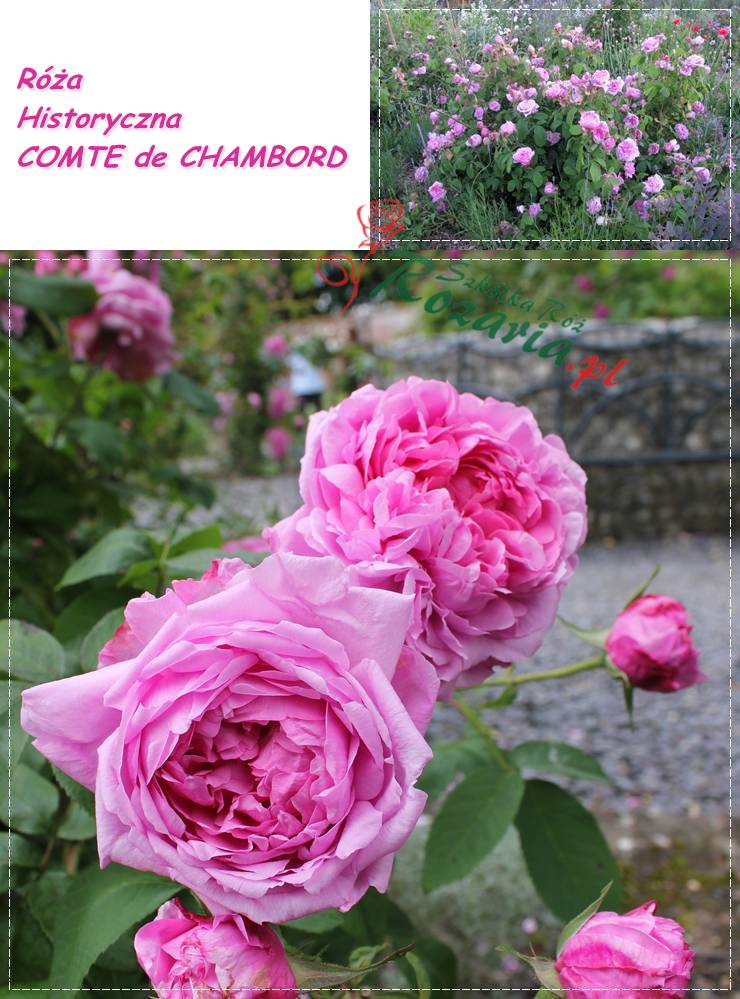 róże historyczne Comte de Chambord