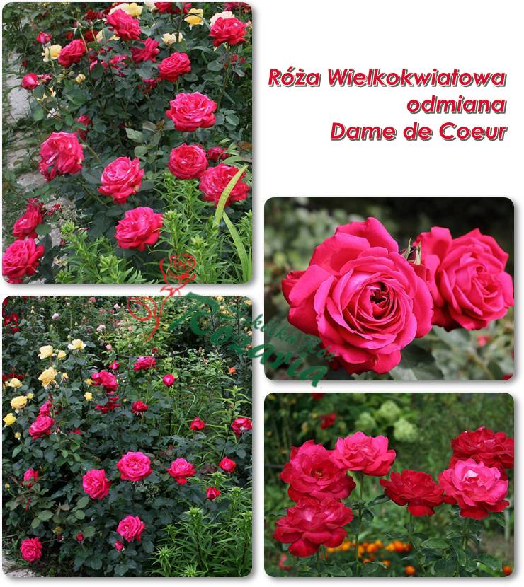 róża wielkokwiatowa DAME de COEUR