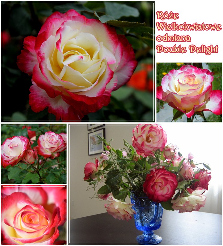 Double Delight róże wielkokwiatowe