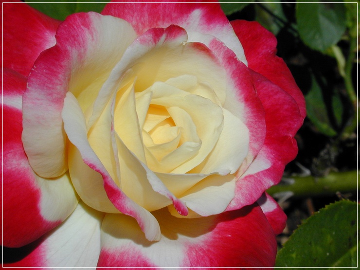 róże pachnące wielkokwiatowe Double Delight