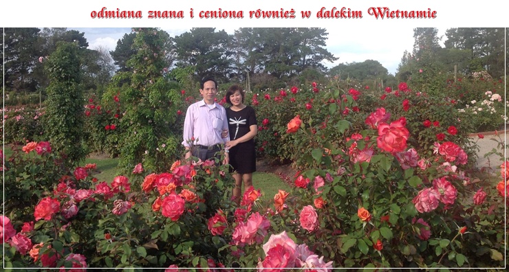 Double Delight róże wielkokwiatowe popularna również w Wietnamie