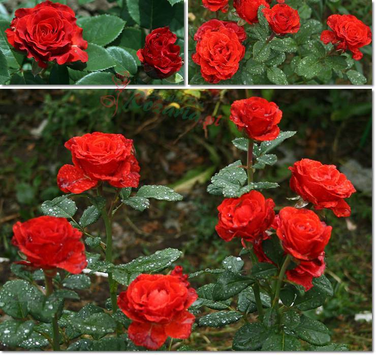 czerwona roza wielkokwiatowa EL TORO