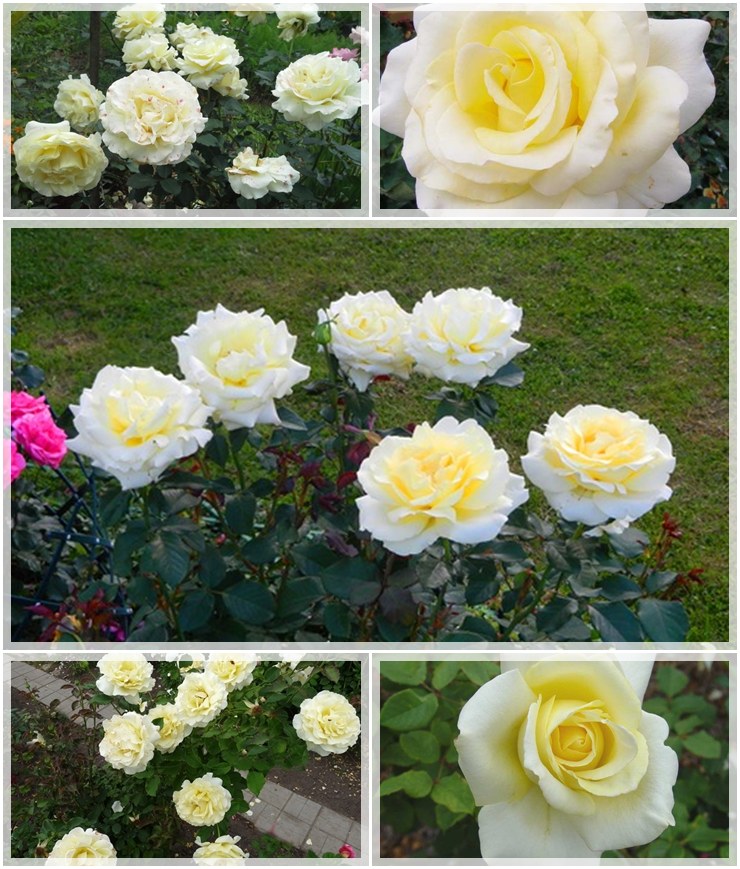 róże wielkokwiatowe Elina