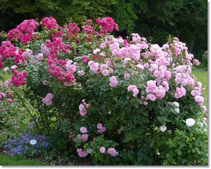 Elmshorn róże parkowe i Bonika rabatowa róża