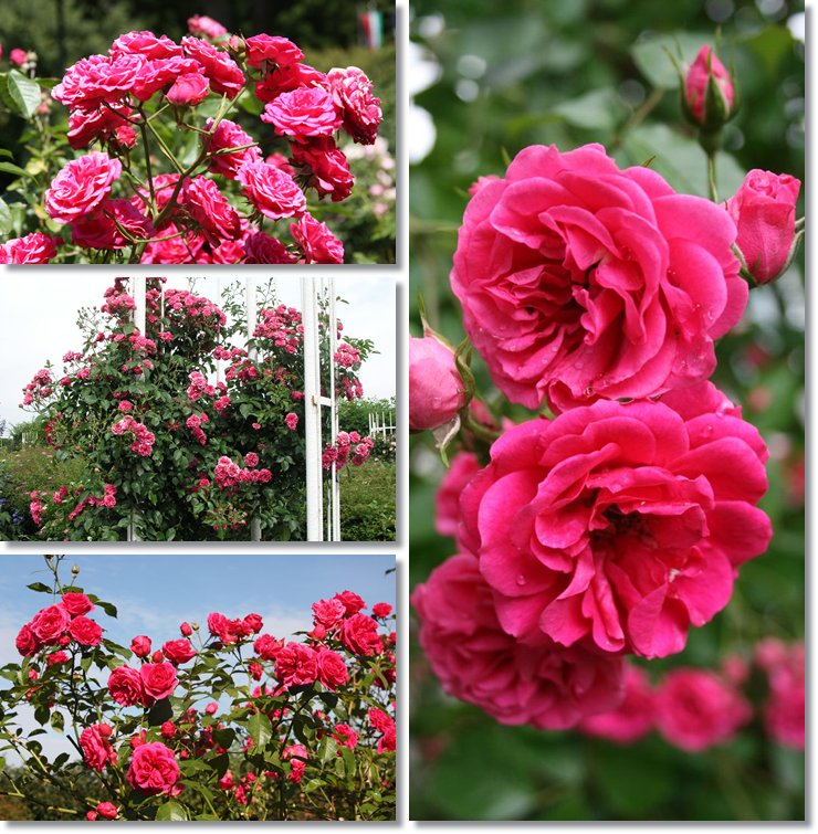 Elmshorn róże parkowe różowe