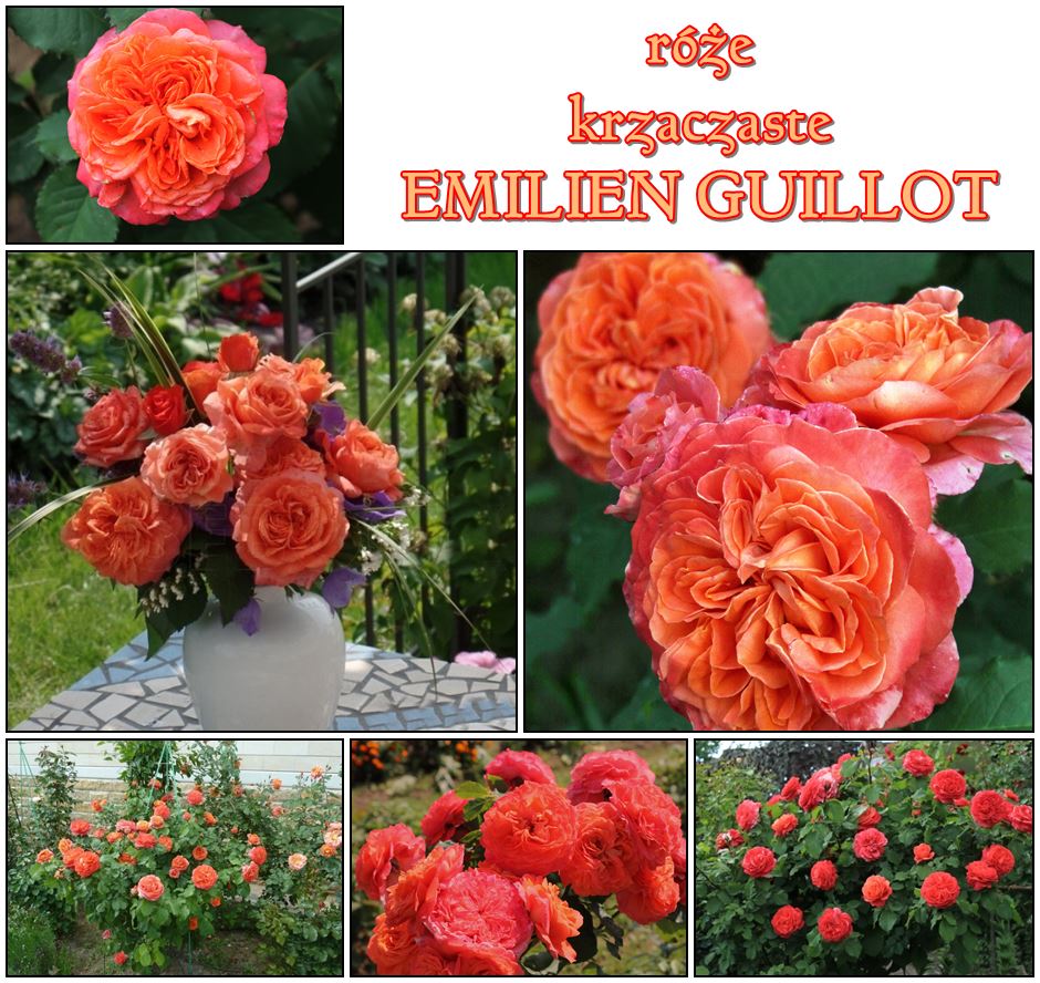 Emilien Guillot róże krzaczaste